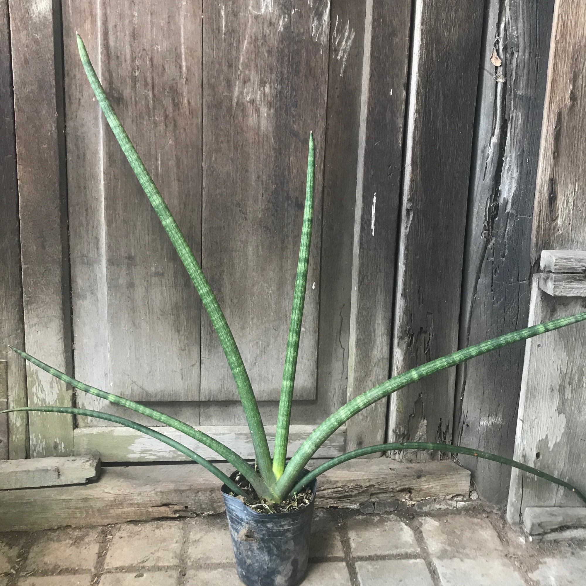 Cây xanh_caykiengsadec - hoa kiểng lá, trang trí nội thất cảnh quan sân vườn