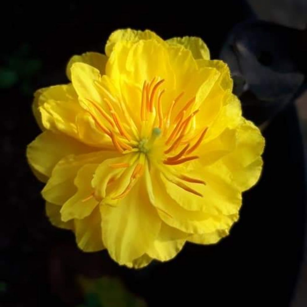 Mai Cúc Thọ Hương ( Cây Giống)