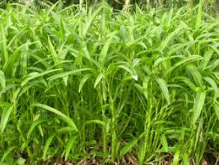 hạt giống  rau muống gói 30gr  mua từ 50k tặng 2 sản phẩm