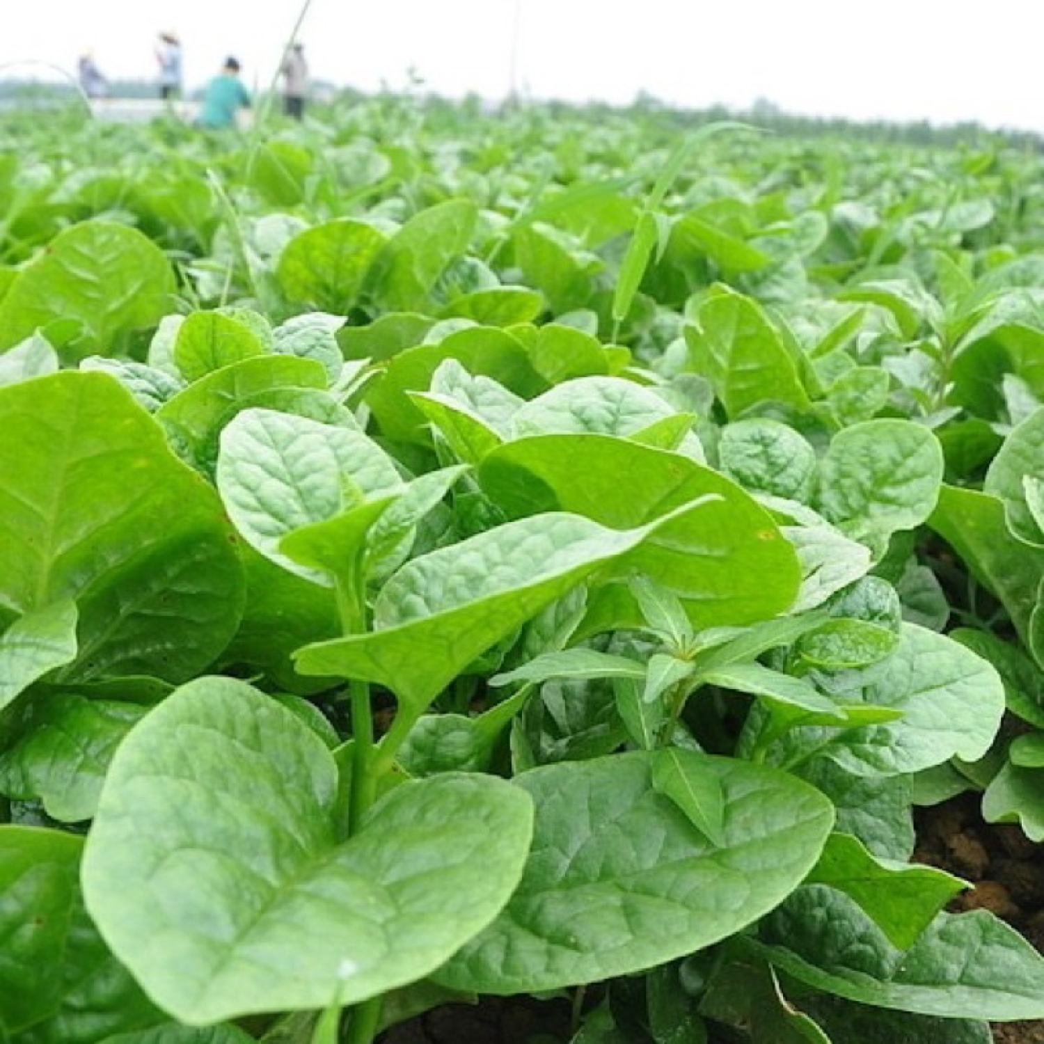 Cây rau giống mồng tơi lá to