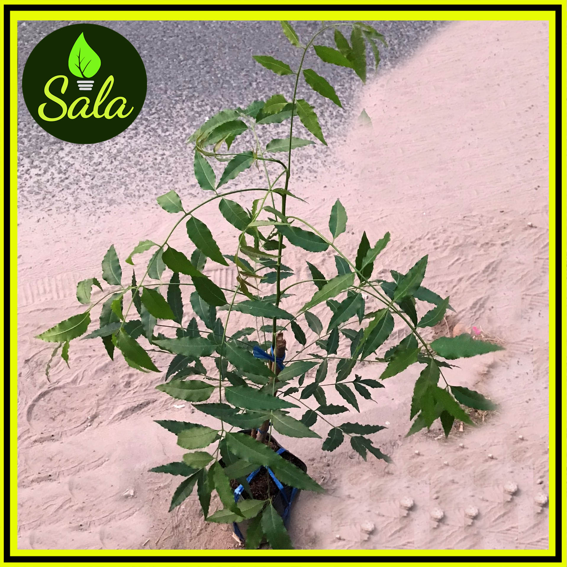 Cây sầu đâu giống cao 40-50cm, lá dùng trộn gỏi hoặc ăn sống, rất tốt cho sức khỏe, ăn vào có vị đắng nhưng hậu rất ngọt, cây thân gỗ, trồng lấy lá, đọt để ăn.