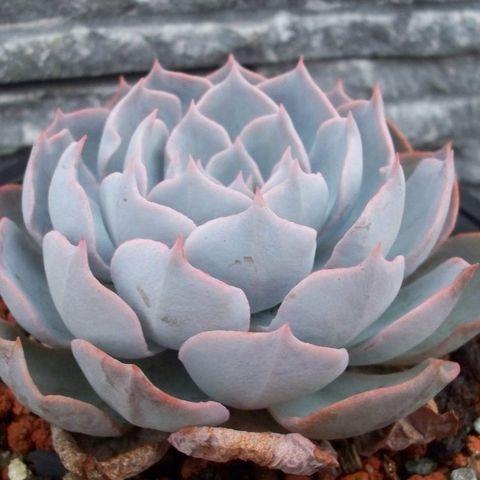 Sen Đá Hồng Phấn Mới Loại Trung