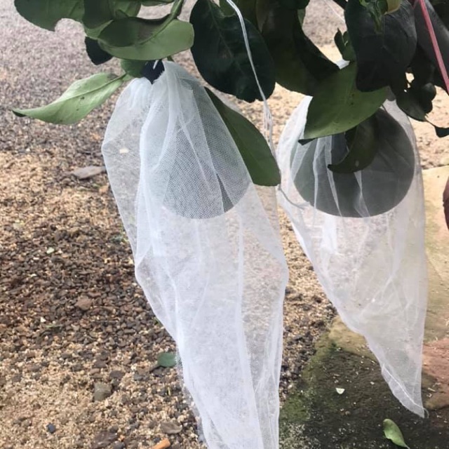 BỌC BƯỞI TÚI VẢI SÉT 100 TÚI 30*35CM VẢI LƯỚI MÙNG  ĐƯỜNG MAY CHẮC CHẮN