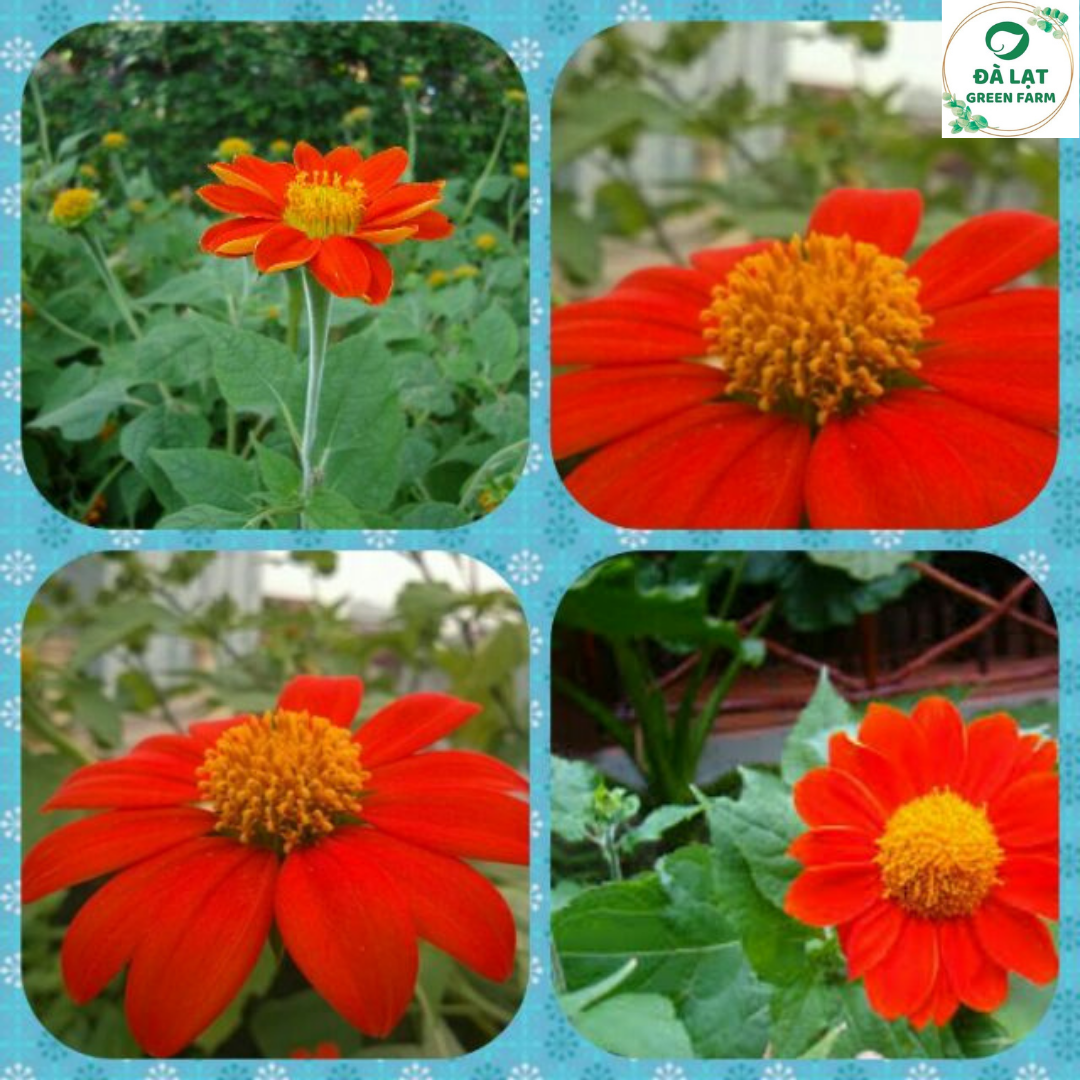 🍀50h_hạt giống hoa cúc sơn quỳ/dã quỳ đỏ🍀