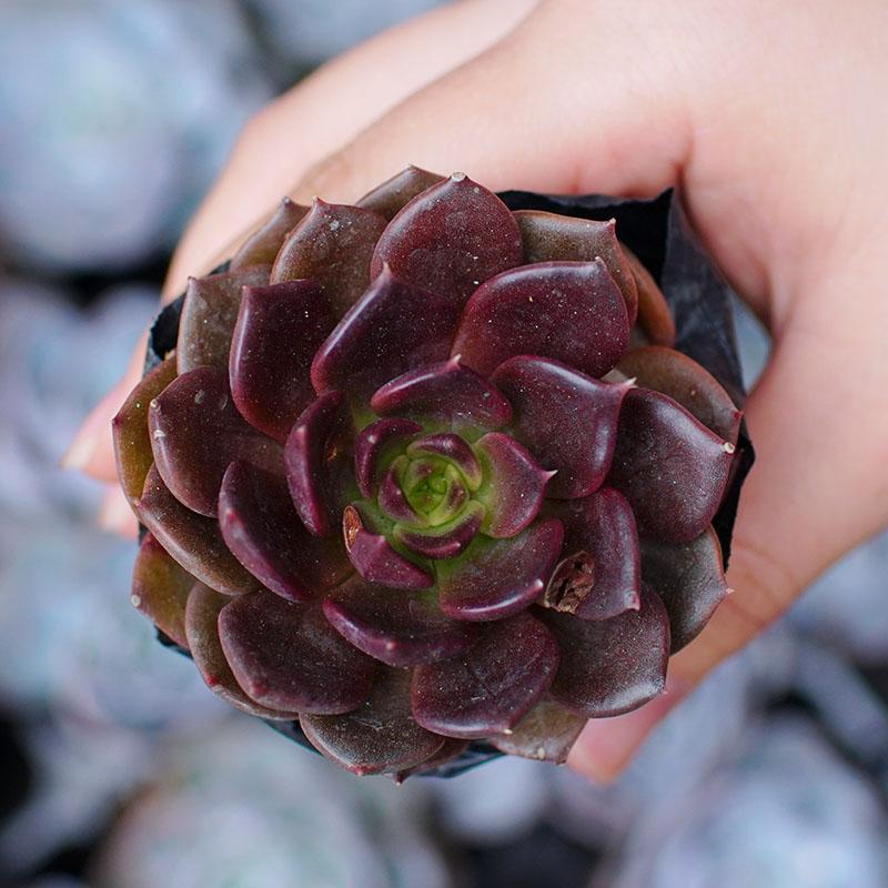 Sen Đá Nâu- Loại Nhỏ