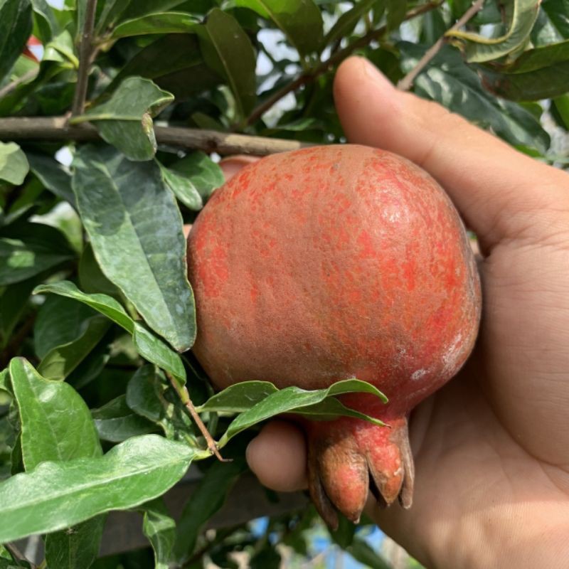 Lựu mỹ.... đang trái
