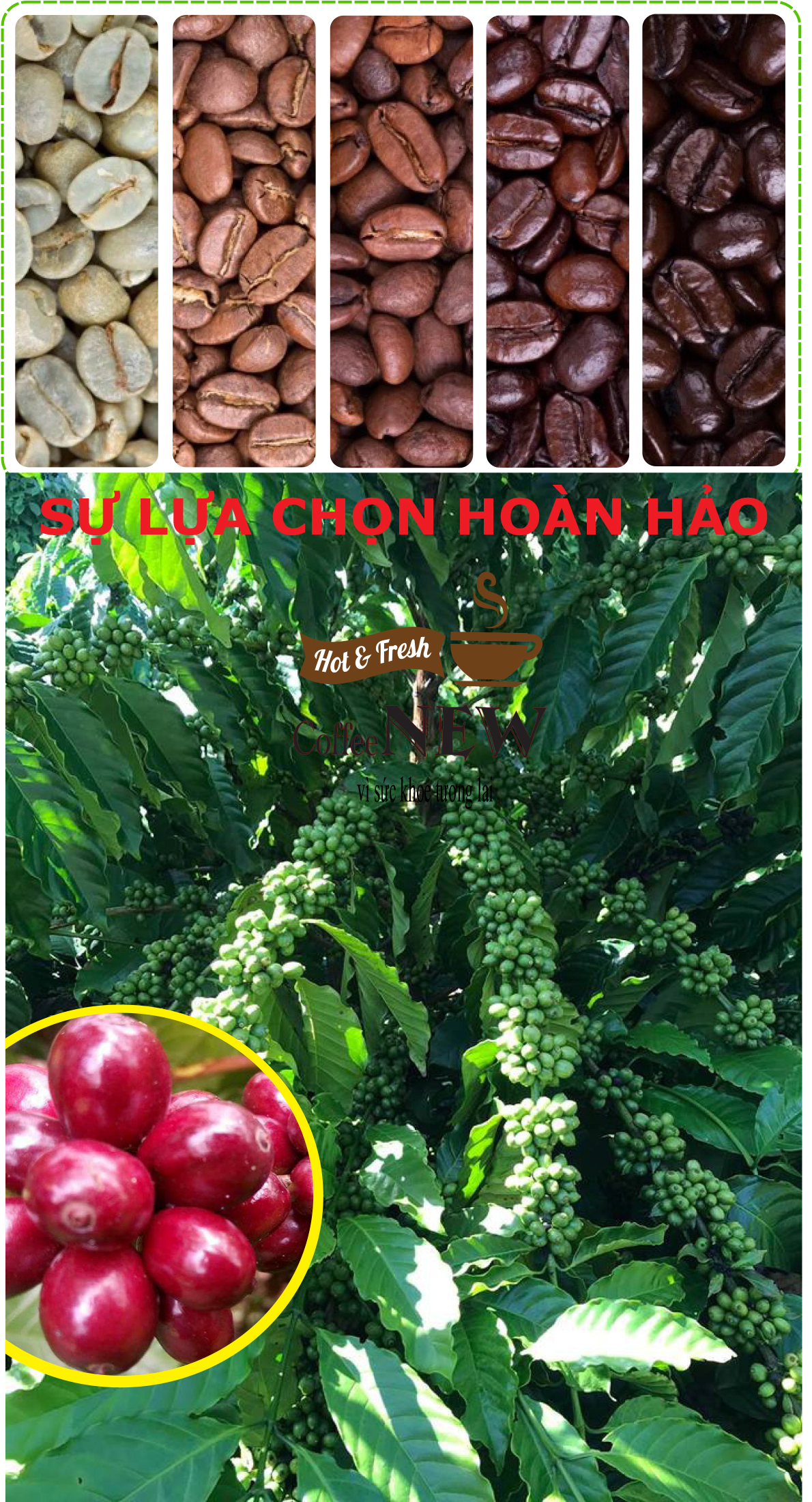 1KG Cafe nhân sống ARABICA Chưa Rang ĐẶC SẢN CẦU ĐẤT  Sàng 18 Hàng Chất Lượng Cao  Coffee New