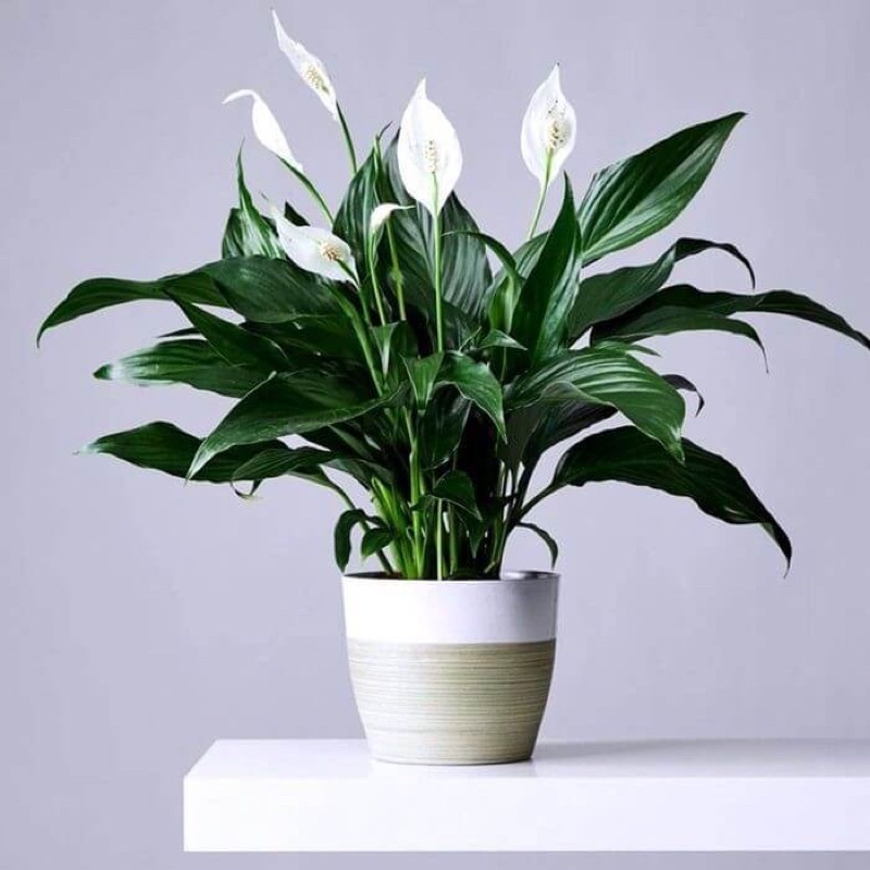[FREESHIPMAX] Cây giống Spathiphyllum wallisii Peace Lily (Lan Ý, Huệ Hoà Bình) chậu nhựa 8cm- Shop đồng hồ và cây cảnh
