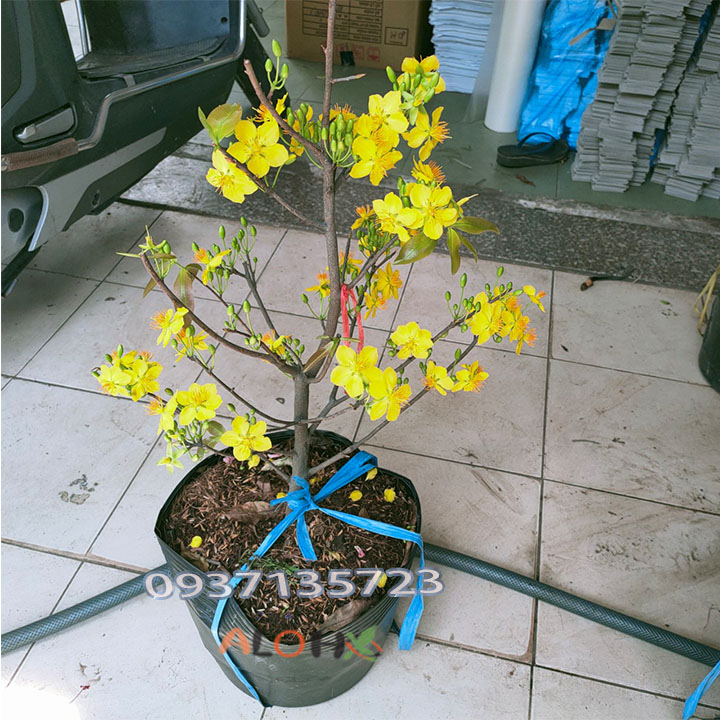 [HCM]cây mai vàng [ mai giảo ] -từ 6-12 cánh