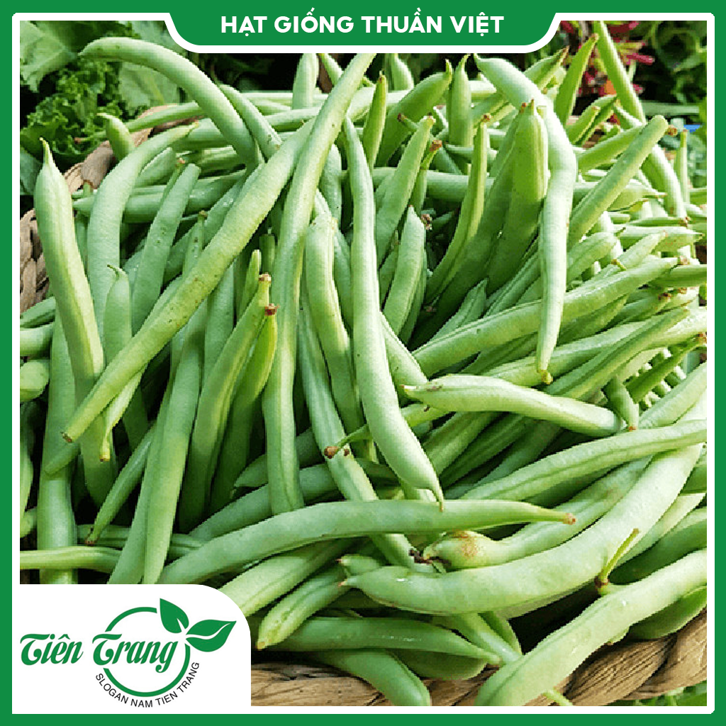 Giống Đậu Cove hạt trắng - Cove hạt đen - Cove bụi