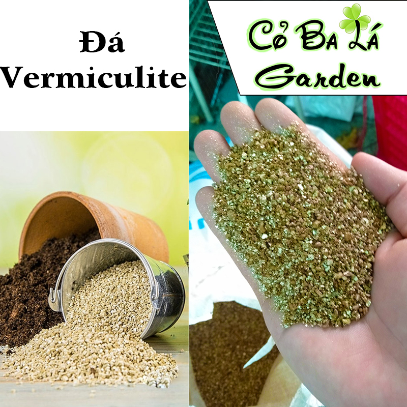Đá Vermiculite-trồng rau-sen đá xương rông-trồng hoa-