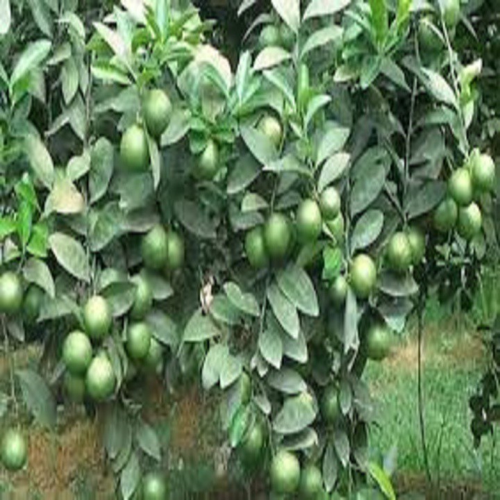 Cây giống Chanh Núm