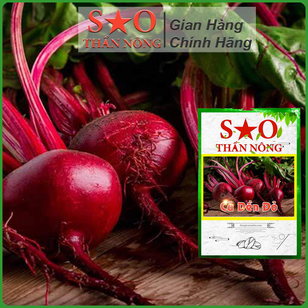 Hạt giống củ dền đỏ F1 cao sản  Sao thần Nông 4g
