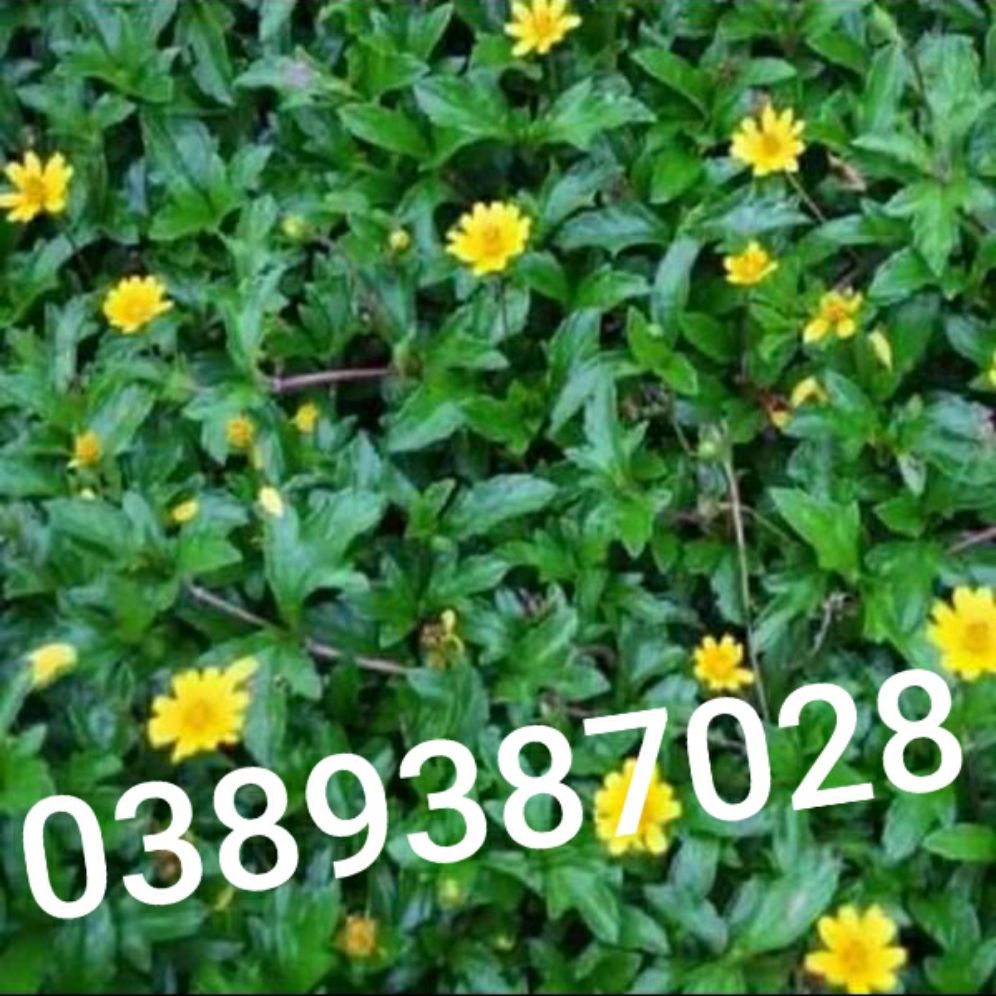 Cây sài đất khô,1kg