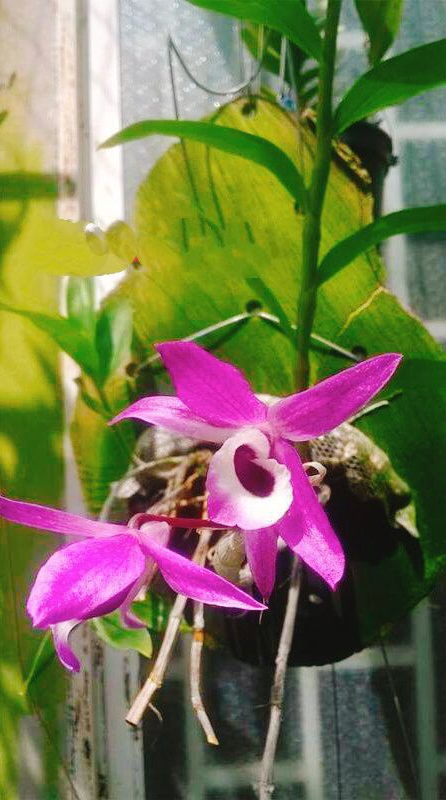 Lan hoàng thảo kèn Lai Châu ( cây giống)