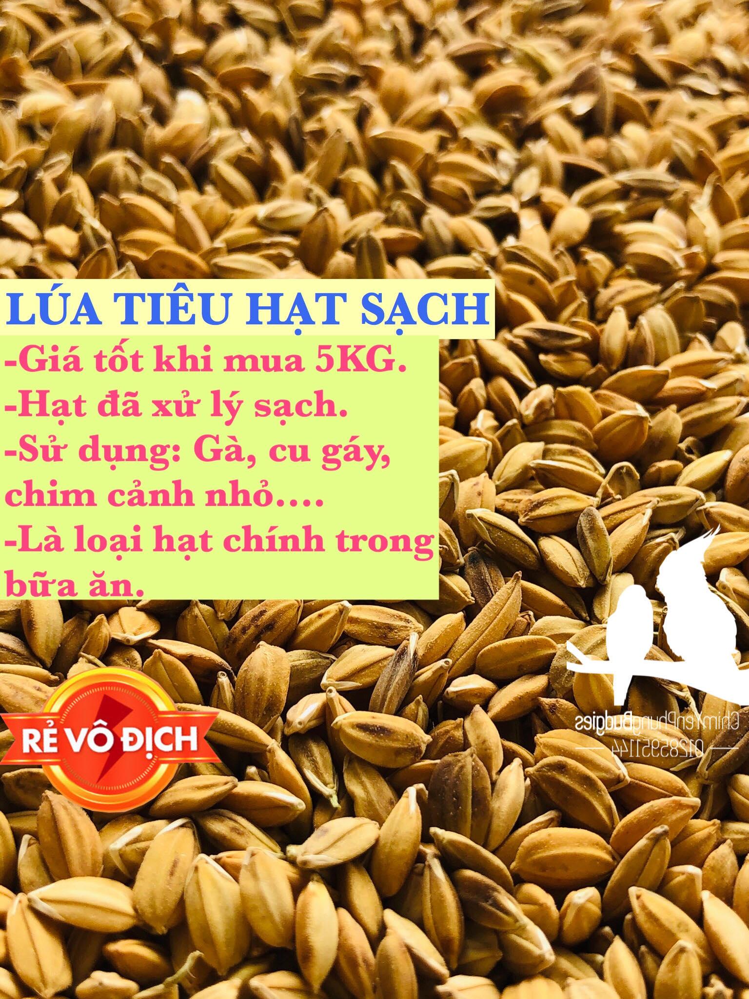5kg lúa tiêu ruột đỏ cho Chim Cảnh, Cu Gáy, Gà Kiểng.