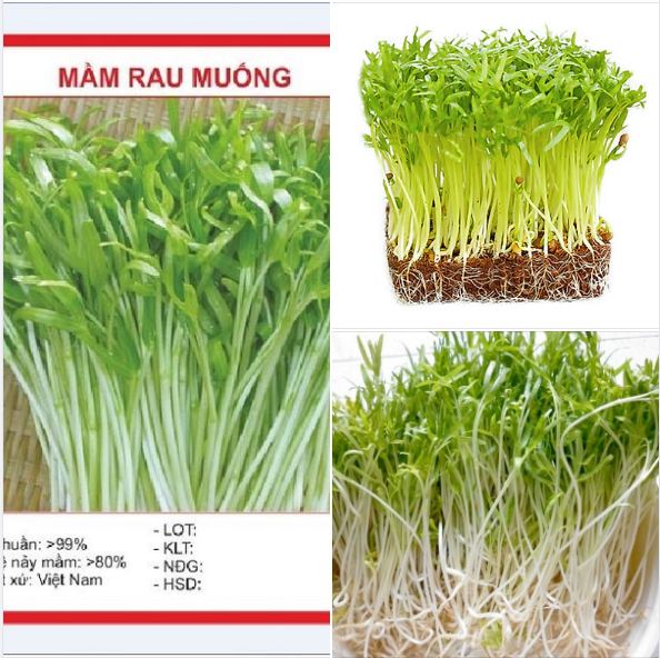 Hạt Giống Mầm Rau Muống ( THAILAN ) - Gói 50 gr