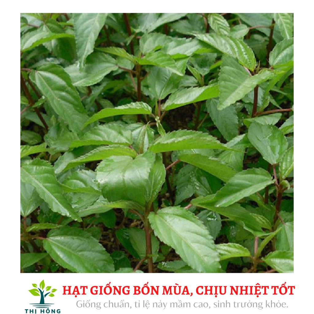 Hạt giống rau đay đỏ 20g