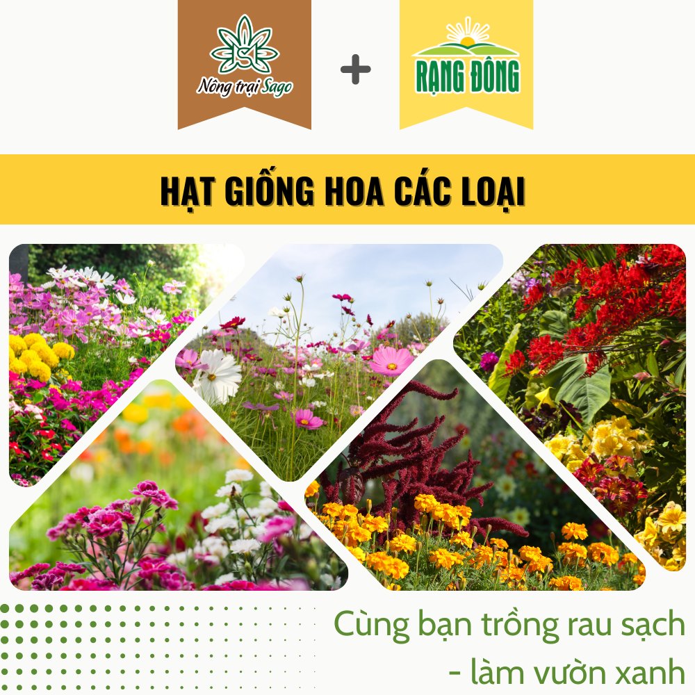 Hạt giống Hoa trồng chậu, sân vườn, nhiều màu sắc, nhiều kích thước, trồng được quanh năm, hiệu Hạt giống Rạng Đông - Nông Trại Sago