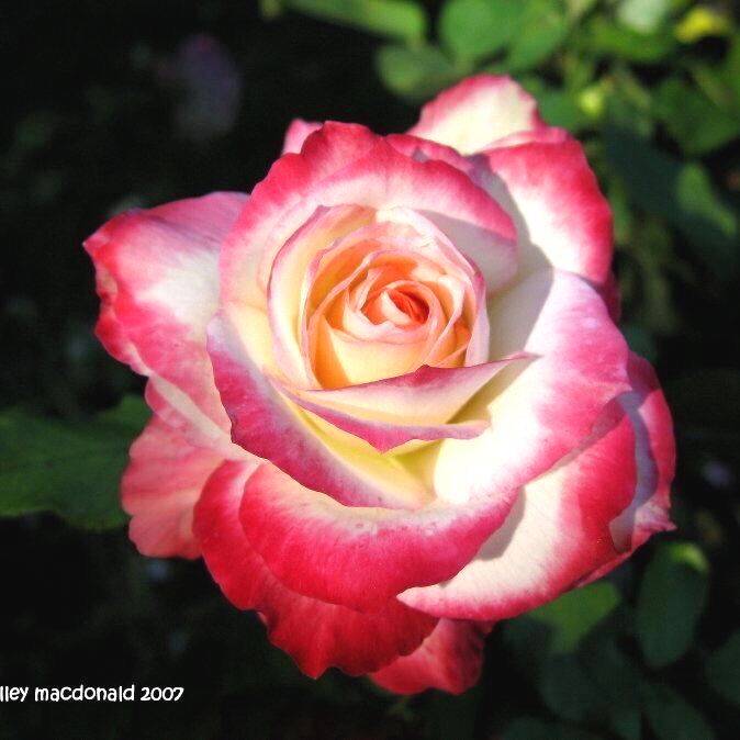 Hoa Hồng Cherry Parfait Rose - hồng bán leo