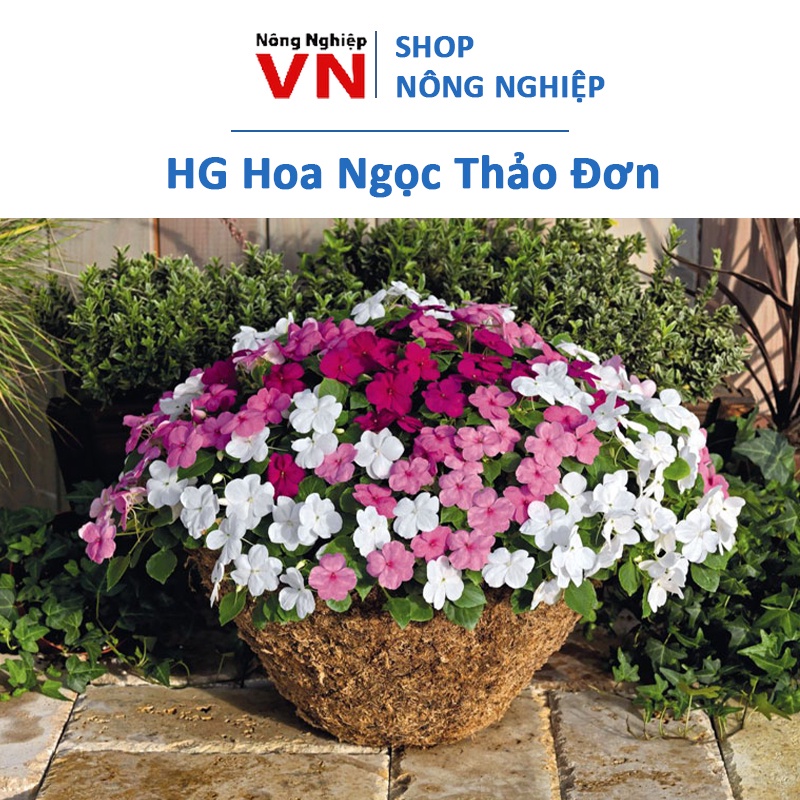 50H - hạt giống hoa ngọc thảo