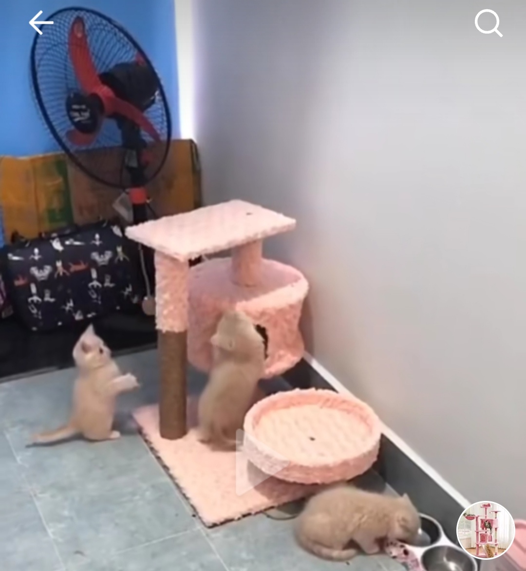 Home Tree for cat-CatTree home Cat 3 floor with cylindrical rake claw for cat maid cat down is the risk of suffering from obesity - 1