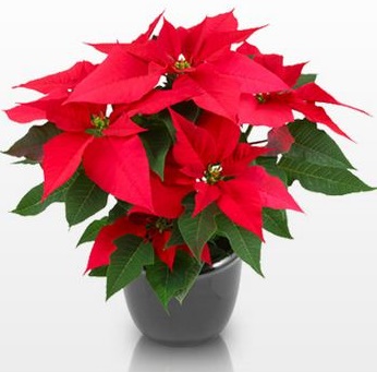 HOA TRẠNG NGUYÊN--MANG LẠI THÀNH CÔNG--ĐỖ ĐẠT--MAY MẮN CHO GIA CHỦ