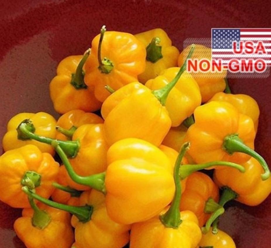 Hạt Giống Ớt Siêu Cay Caribbean - Scotch Bonnet (Capsicum chinense)