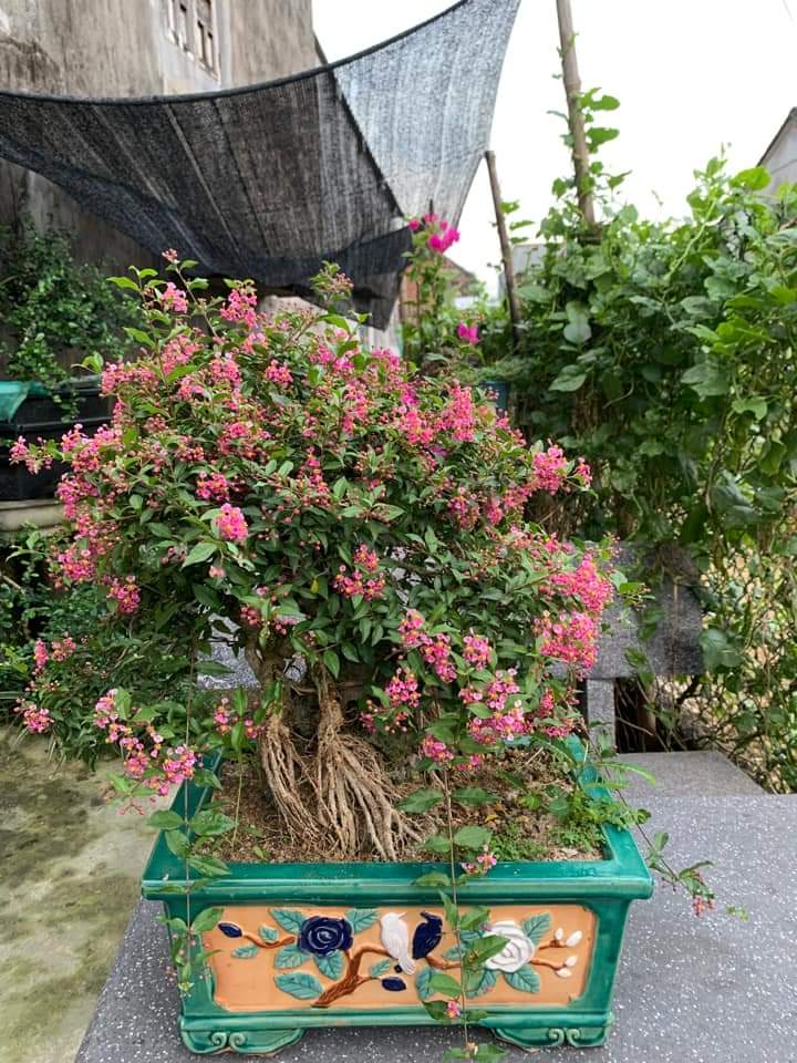 Cây hồng ngọc mai dáng tự nhiên