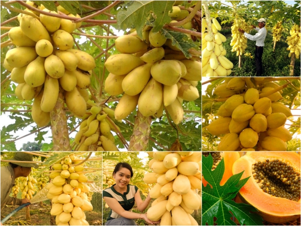 Hạt giống đu đủ lùn vàng