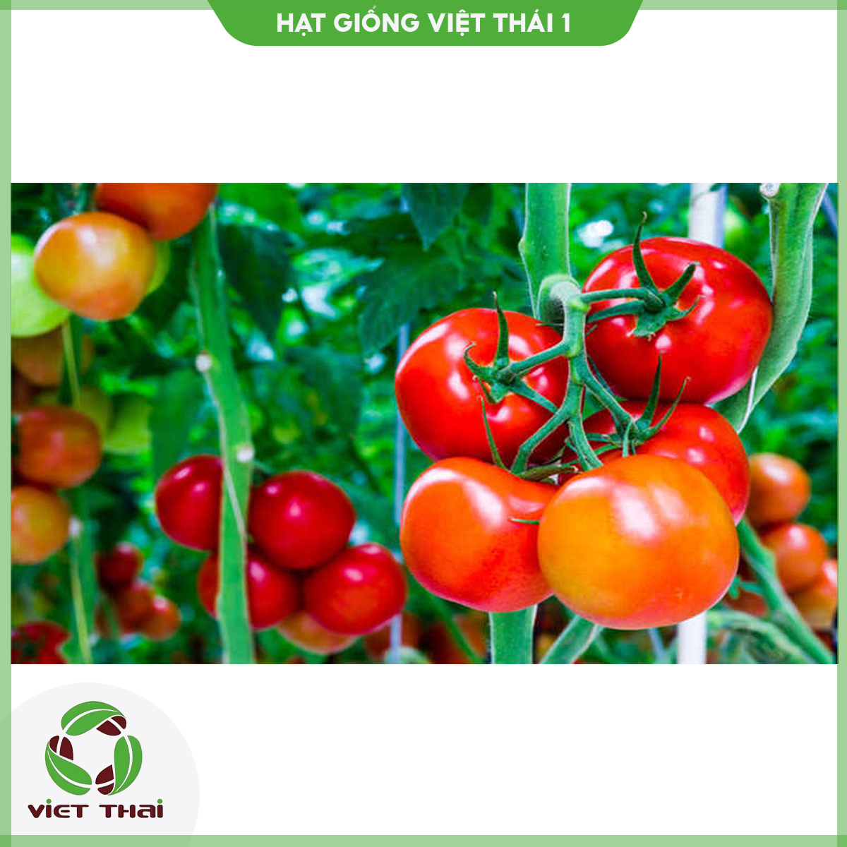 Hạt giống cà chua tn-13 - hgvt1