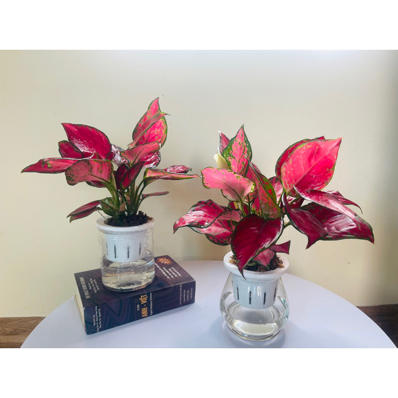 Vạn lộc lá đỏ thuỷ sinh