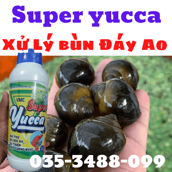 Yucca xử lý đáy ao cho môi trường nuôi ốc bươu đen và ếch lươn cá baba.vv