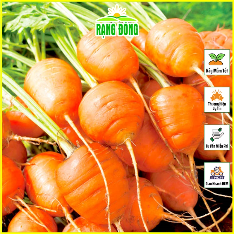 Hạt giống Cà Rốt Củ Tròn Dễ Chăm Sóc, Trồng Quanh Năm (gói 2 gram) - Hạt giống Rạng Đông