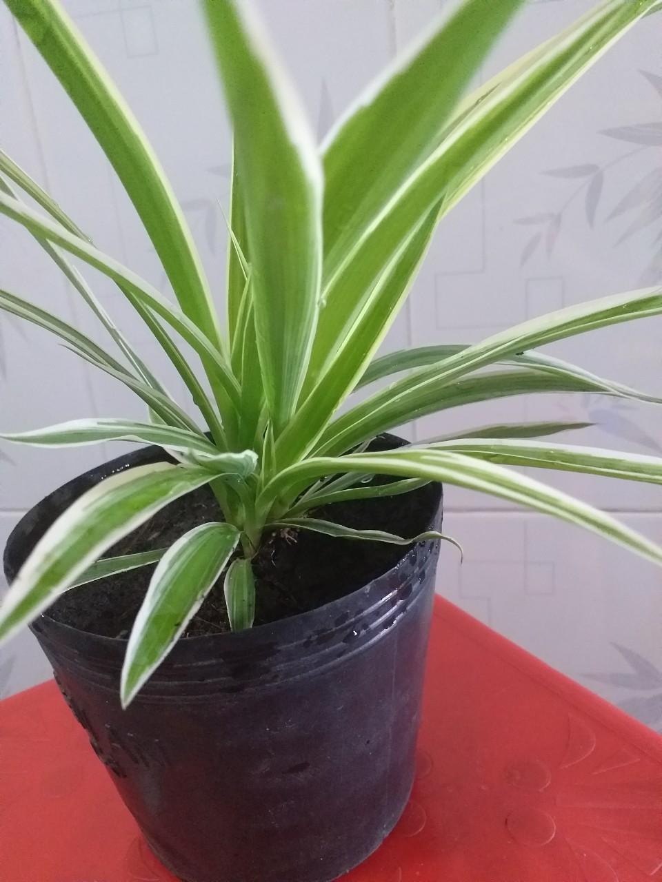 Combo 03 chậu Cây Dây Nhện