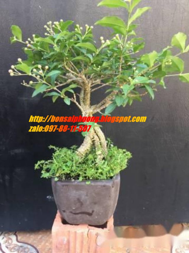 mai hồng ngọc bonsai CHẬU KIỂU