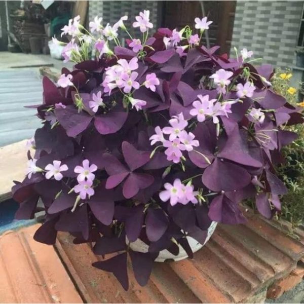 [HCM]COmbo 5 Củ hoa bướm đêm nữ hoàng (sản phẩm là củ tươi)