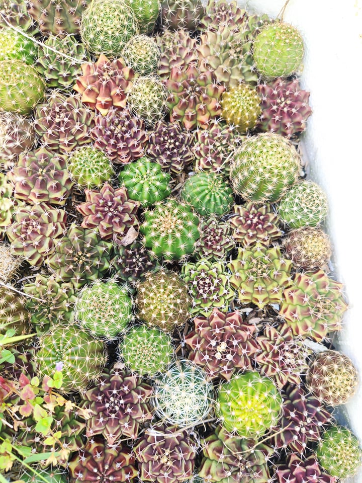 combo 5 loại xương rồng tiểu cảnh tự trồng (5~8 loại xr trong 1 chậu + Chậu nhưa đất trồng + hướng dẫn tạo dáng tiểu cảnh)