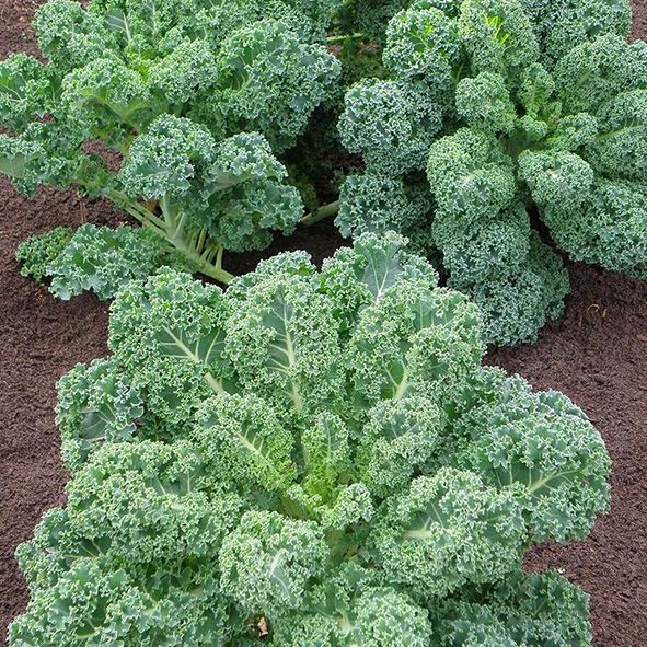 [HCM]2g Hạt Giống Cải Xoăn Kale Dễ Trồng