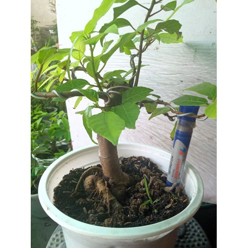 cây sung bonsai mini