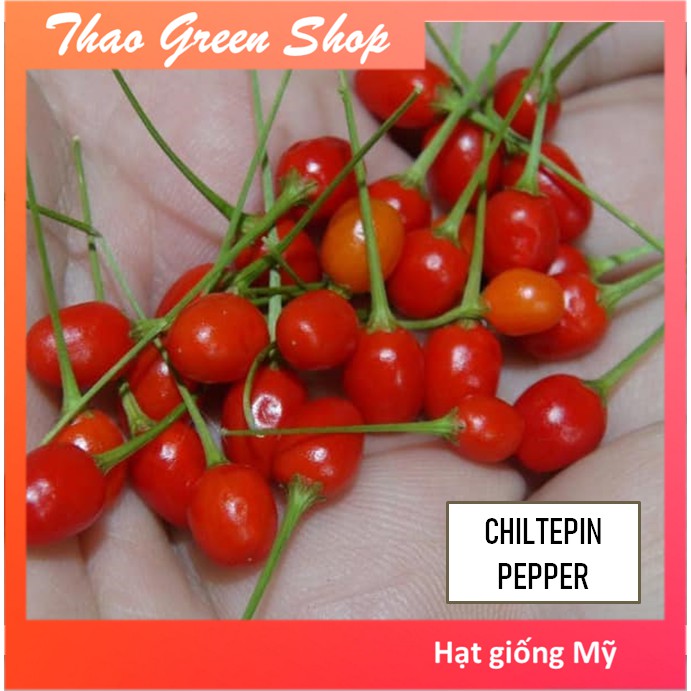 Hạt Giống Ớt Tiêu Siêu Cay Chiltepin