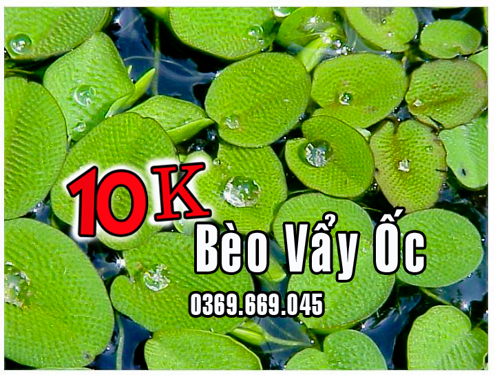 BÈO VẨY ỐC cây thủy sinh lọc nước , trang trí cho cá cảnh
