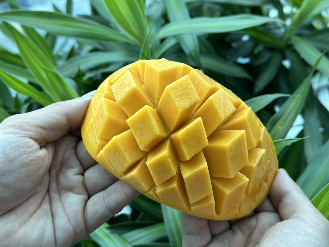 Xoài Cát Hòa Lộc Cao Lãnh - Foodmap Fruits - Túi 1kg