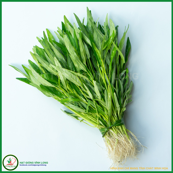 Hạt giống rau Muống lá tre Trang Nông - 1kg chất lượng, nảy mầm cao