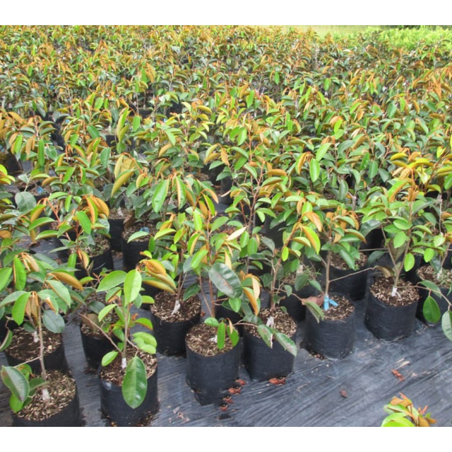 Cây giống vú sữa lò rèn