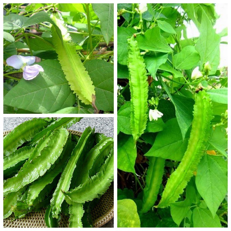 Hạt giống đậu rồng ( đậu khế ) - 10 hạt, cam kết sản phẩm đúng mô tả, chất lượng đảm bảo an toàn đến sức khỏe người sử dụng