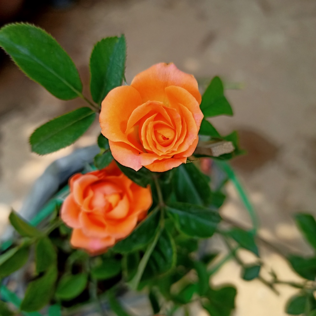 Chậu cây hồng tiểu muội cho hoa màu cam, sức sống khỏe tươi tốt quanh năm