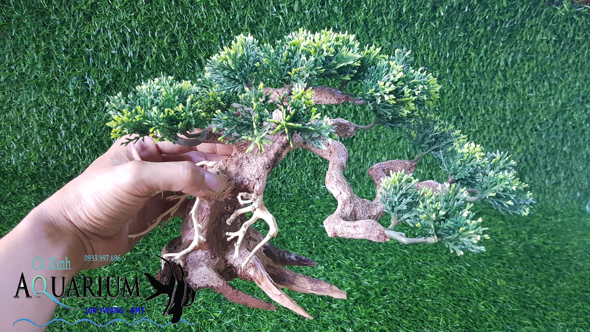 Bonsai tán tùng size nhỏ cho bể cá