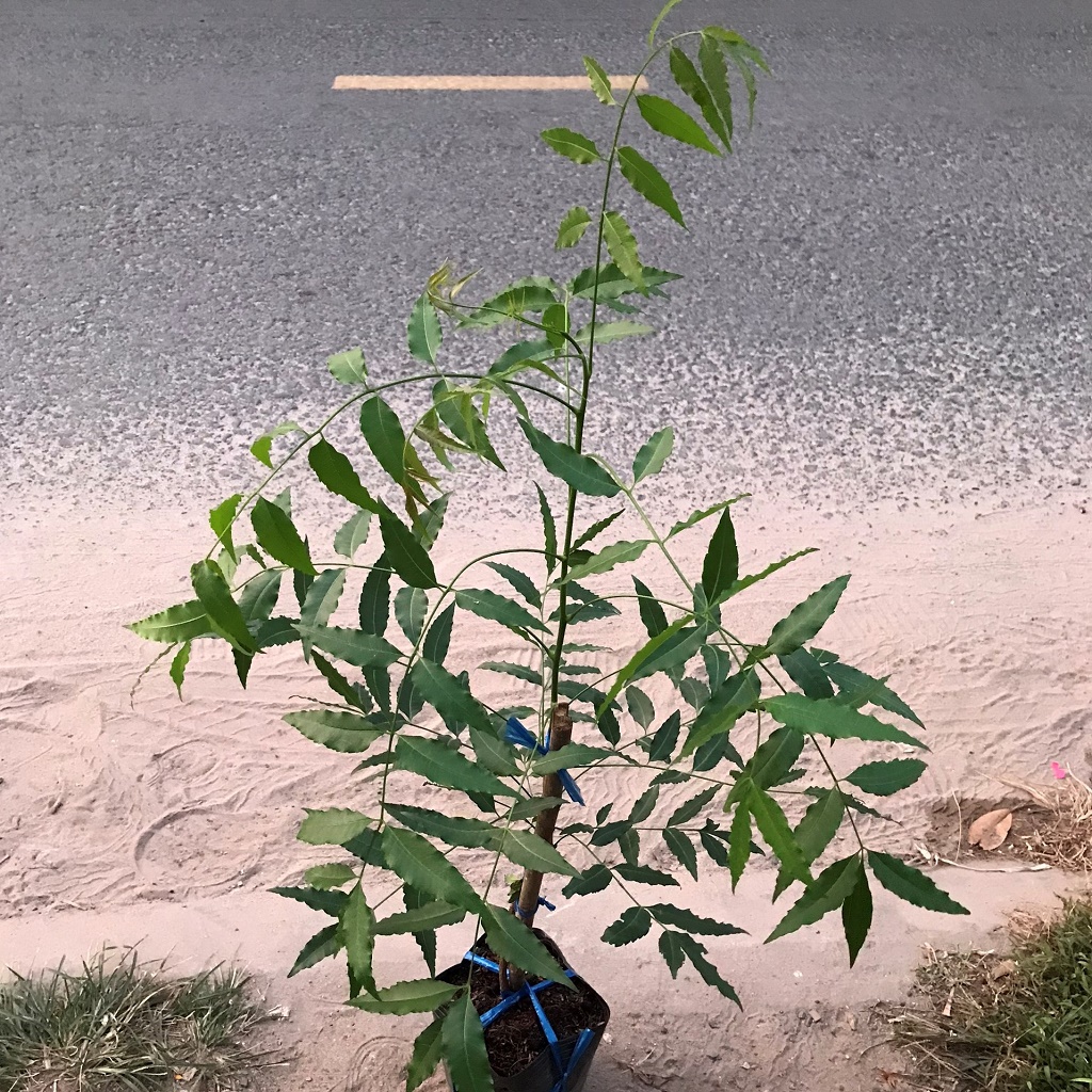 Cây sầu đâu giống