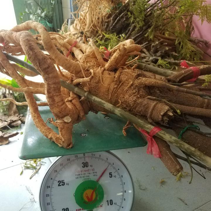 [HCM]Rể đinh lăng tươi (rể 1.5-2kg)